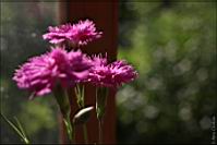 pict_07.jpg