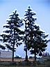 pict_059.JPG